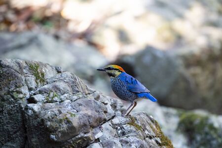 A colourful stocky bird with blue back and tail and a pale bluish and black - speckled breast.の写真素材
