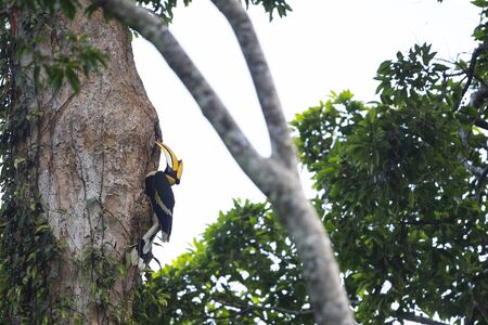 A large bird with bright yellow and black casque and prominent red eyes.の写真素材