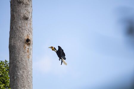 A male wreathed hornbill with yellow gular pouch , black backs ,wings and belly.