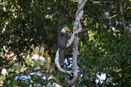 A male hornbill with white cheeks and throat , pale creamy bill and rufous - brown underpar.の写真素材