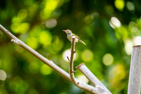 A common tailorbird is perching on a wood stump .の写真素材