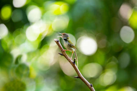 A common tailorbird is perching on a wood stump and making loud calls.の写真素材
