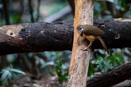 A lesser necklaced laughingthrush is perching on a dry wood log.の写真素材