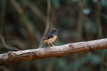 A female white - rumped shama with greyish - brown , black bill and pink feet.