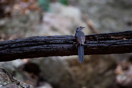 A female white - rumped shama is perching on a decayed piece of wood.の写真素材