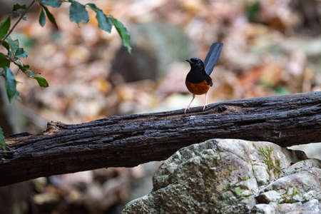 A male white - rumped shama is standing on a decayed piece of wood with its tail cocks upright.の写真素材