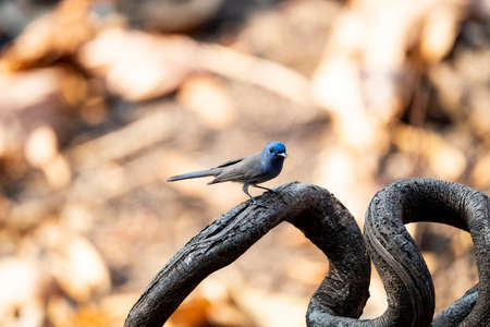 An Asian openbill with distinctive gap in the dull greyish yellow bill.の写真素材