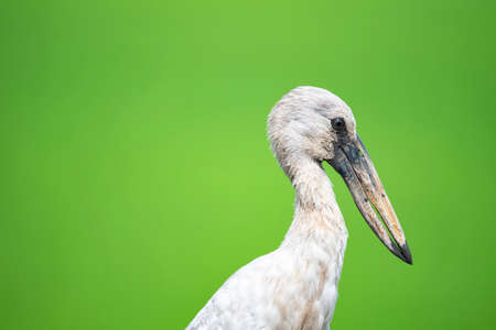An Asian openbill with distinctive gap in the dull greyish yellow bill.