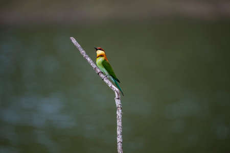 A passerine bird which is predominantly green ,with blue on the rump and lower belly and lacks the two elongated central tail feathers.の写真素材