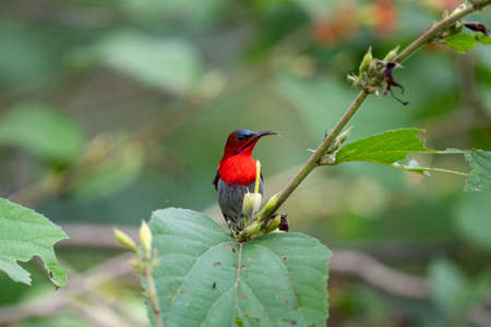 A male crimson sunbird with crimson breast and maroon back and long green - blue tail.
