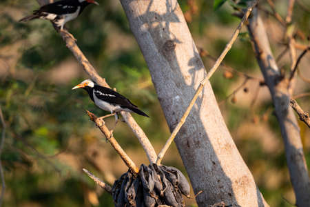 An Asian pied - myna is perching on a dry tree branch.の写真素材