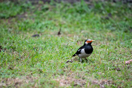 An Asian pied - myna is standing on a grass field and searching for preys.