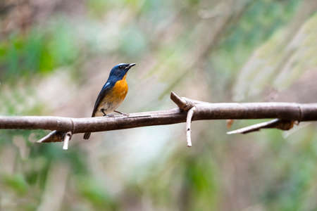 The male chinese blue flycatcher has brilliant blue above and orange throat and breast with white belly.の写真素材