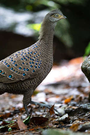 A large pheasant with spotted green eyespots , an elongated bushy crest and bare yellow facial skin.