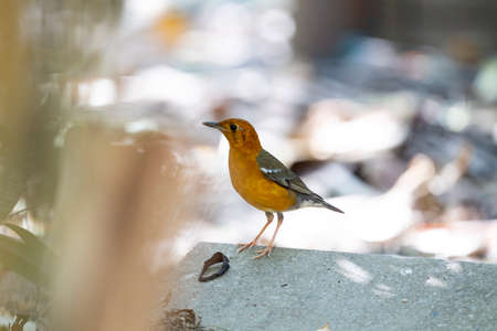 The omnivorous bird that has uniform grey upperparts , and an orange head and underparts.の写真素材