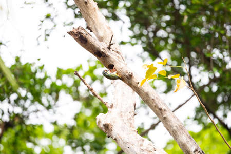 A coppersmith barbet is perching out of its tree hole looking for its baby.