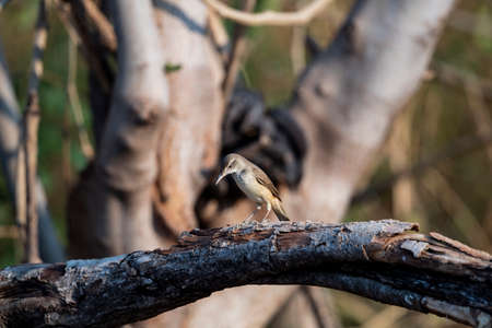 A warbler with brown plumage , greyish streaks on the throat and breast and a dark and a white eye stripes above the eyes.の写真素材