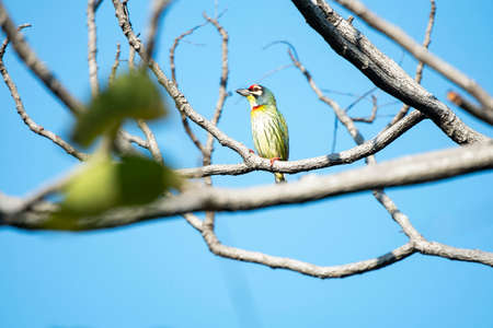 A small bird with metronomic calls is perching on a tree branch.の写真素材
