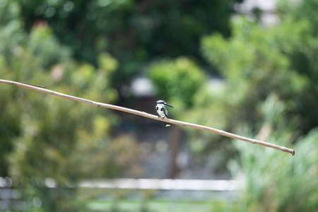 A female pied kingfisher is perching on a wooden branch.の写真素材