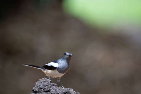 A female magpie robin is standing on a rough rock.