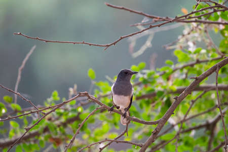 A female magpie robin is perching on a small tree branch.の写真素材