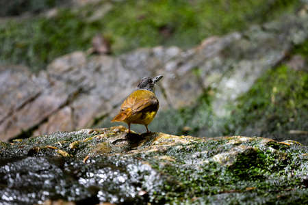 A songbird with lemon - yellow belly , gray head and snow - white throat.