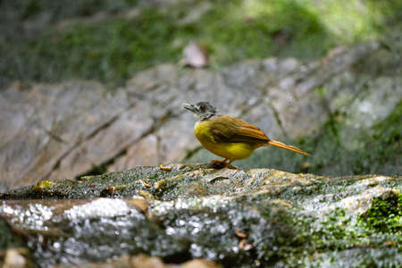 A songbird with lemon - yellow belly , gray head and snow - white throat.の写真素材