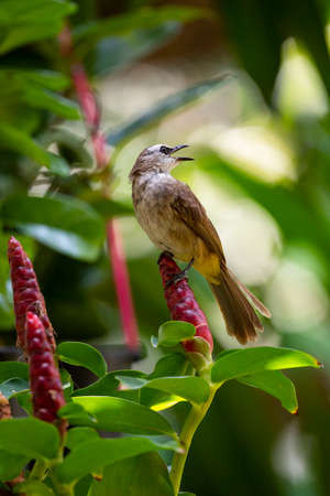 A yellow - vented bulbul is perching on a flower of Indian Head Jinger.の写真素材