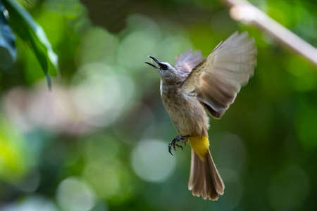 A yellow - vented bulbul is flying to catch food in the air.の写真素材