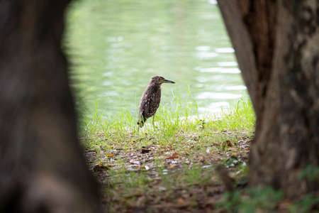 A young black - crowned night heron is standing on a river bank and looking for preys.の写真素材
