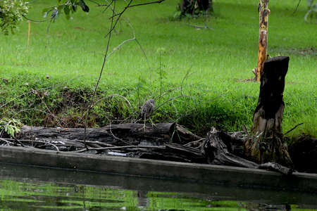 A juvenile black - crowned night heron is perching on a mangrove tree and looking for preys.