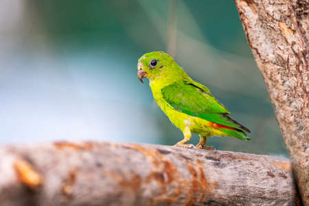 A blue - crowned hanging parrot is perching on a tree branch.の写真素材
