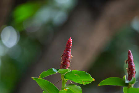 A flowering plant with an attractive red cone - shaped bracts and remnants of crinkled flowers.