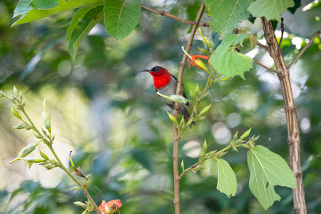 A male crimson sunbird is perching on a branch of East India screw tree.の写真素材
