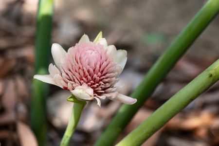 The rhizomatous perennial herb with a pale pink flower at the end of the stalk.