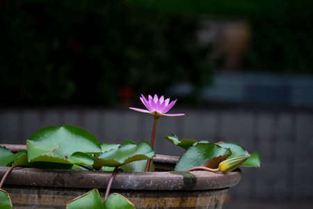 The aquatic flowering plants  grow in frest water in tropical region.の写真素材