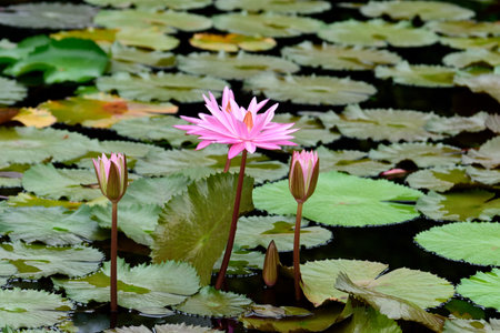 The aquatic flowering plants  grow in frest water in tropical region.