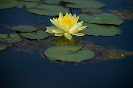 The aquatic plant with yellow color in  blooming stage to show yellow stamens and pistils.