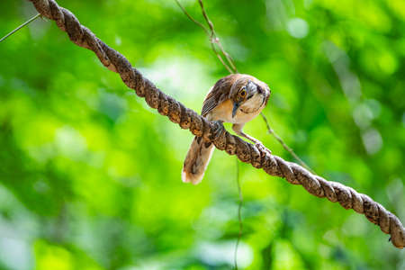 A greater - necklaced laughingthrush is perching on a big climbings.の写真素材