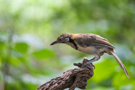 A greater - necklaced laughingthrush is perching on a decayed wood stump.の写真素材