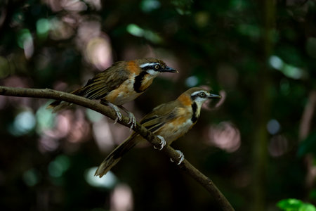 A couple of greater - necklaced laughingthrush is perching on a bended piece of wood.