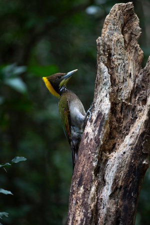 A large woodpecker with prominent yellow crested nape and throat , grey underparts and whitish bills.の写真素材