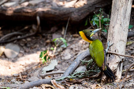A large woodpecker with prominent yellow crested nape and throat , grey underparts and whitish...