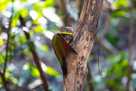 A large woodpecker with prominent yellow crested nape and throat , grey underparts and whitish bills.の写真素材