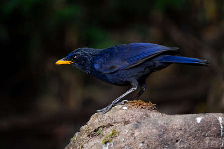 A dark - purple thrush with silvery spots on head , back and wings and yellow bills.の写真素材