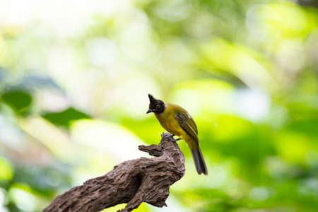 A black - crested bulbul is perching on a tip of  a wood stump.の写真素材