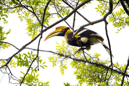 A female great hornbill with yellow and black concaved casque , bluish - white eyes , prominent eyelashes .の写真素材