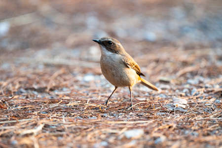 A female grey - bushchat with dull brown color , rufous tail , white supercilium , white throat and...