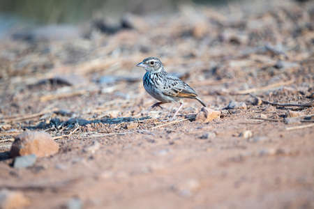The short - tailed lark with a streaky brown back and black streaks on the chest.