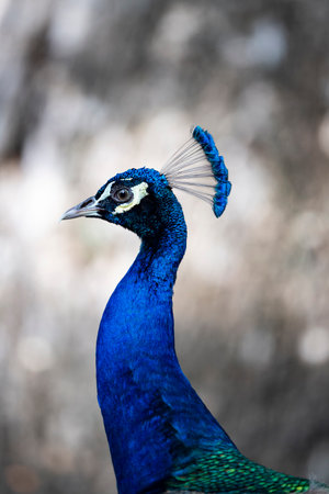 The brightly blue male peacock with fan - like crest and elongated upper - tail covert feathers...